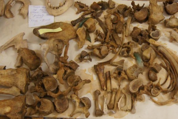 Մաքրվում է Քանագեղի դամբարանադաշտից հայտնաբերված մարդաբանական նյութը